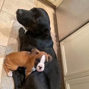 Meet your Posher, Dillon